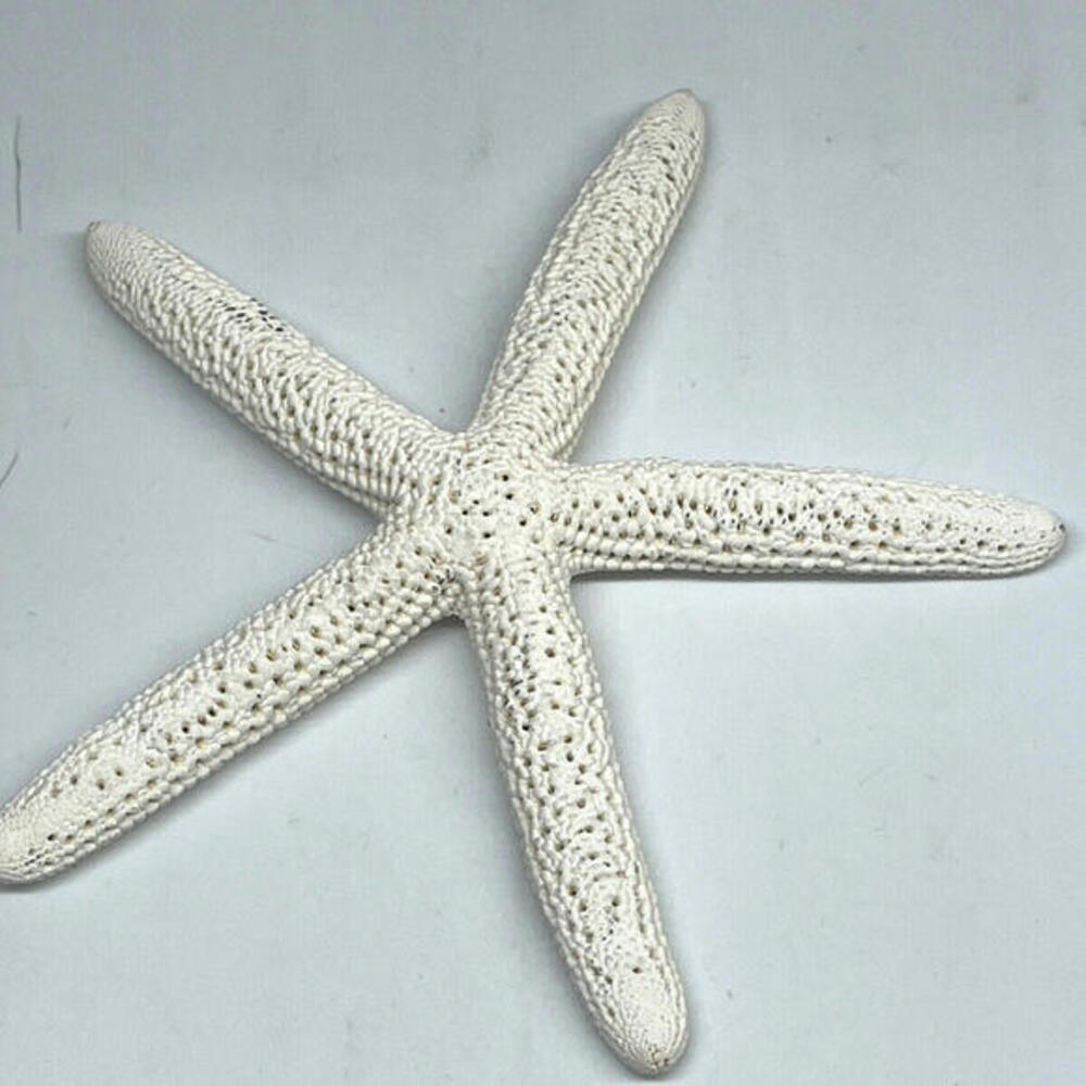 Natural Dried Starfish‎ Multicolor Nautical Decor LOT of 6 Pieces - Picture 4 of 8